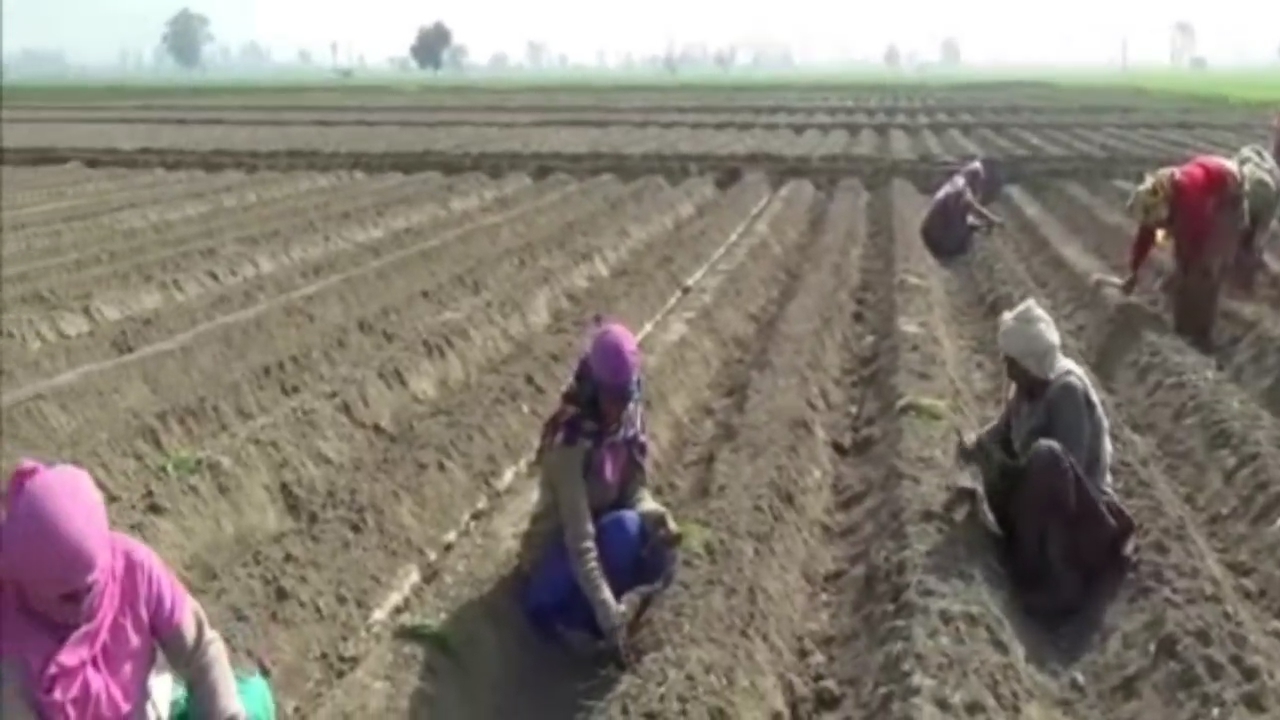 Scientific onion cultivation