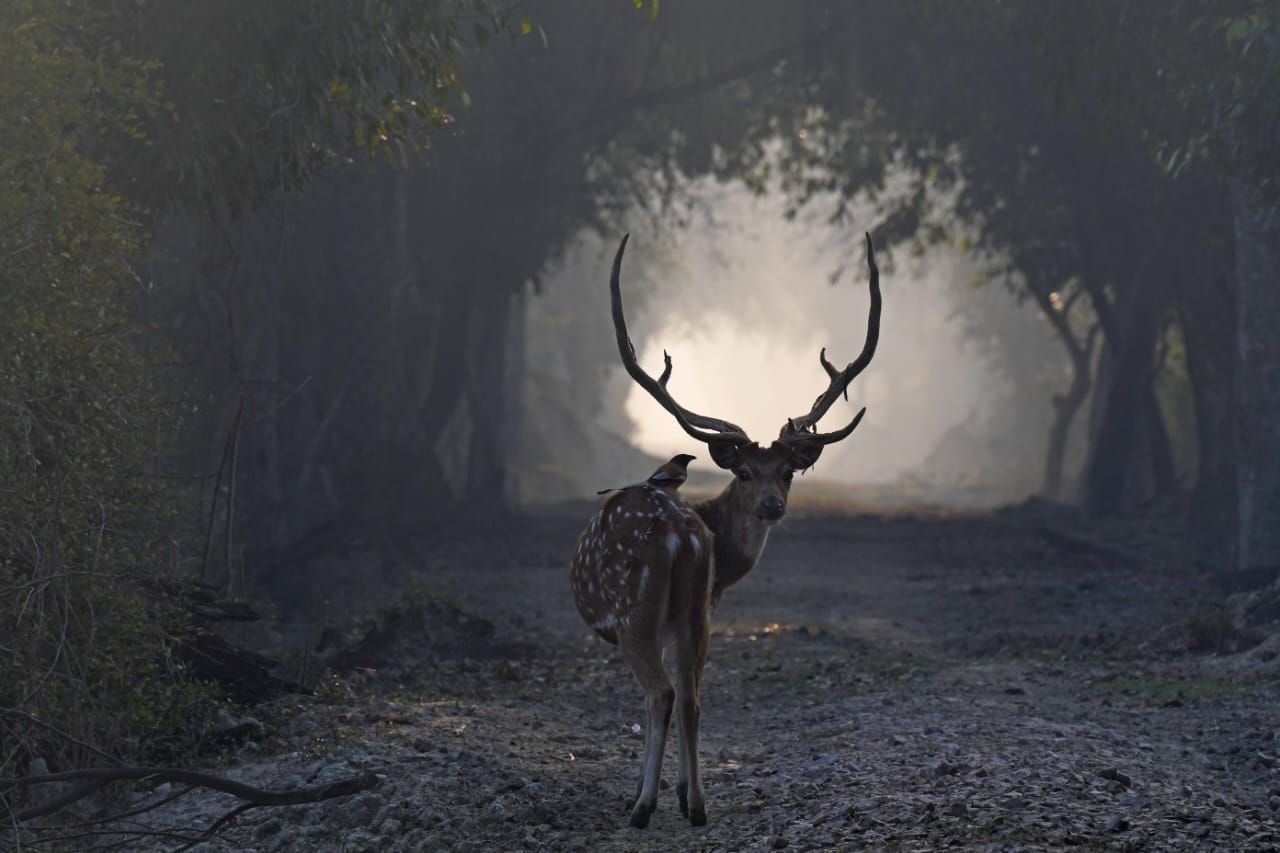 Chital Translocation To Resume From Keoladeo National Park To Rajasthan Tiger Reserves