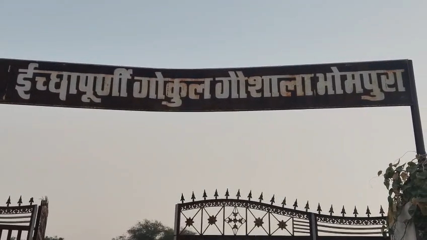 Over 100 Cows Die Under Mysterious Circumstances At Gokul Gaushala In Rajasthan; Politics Heats Up