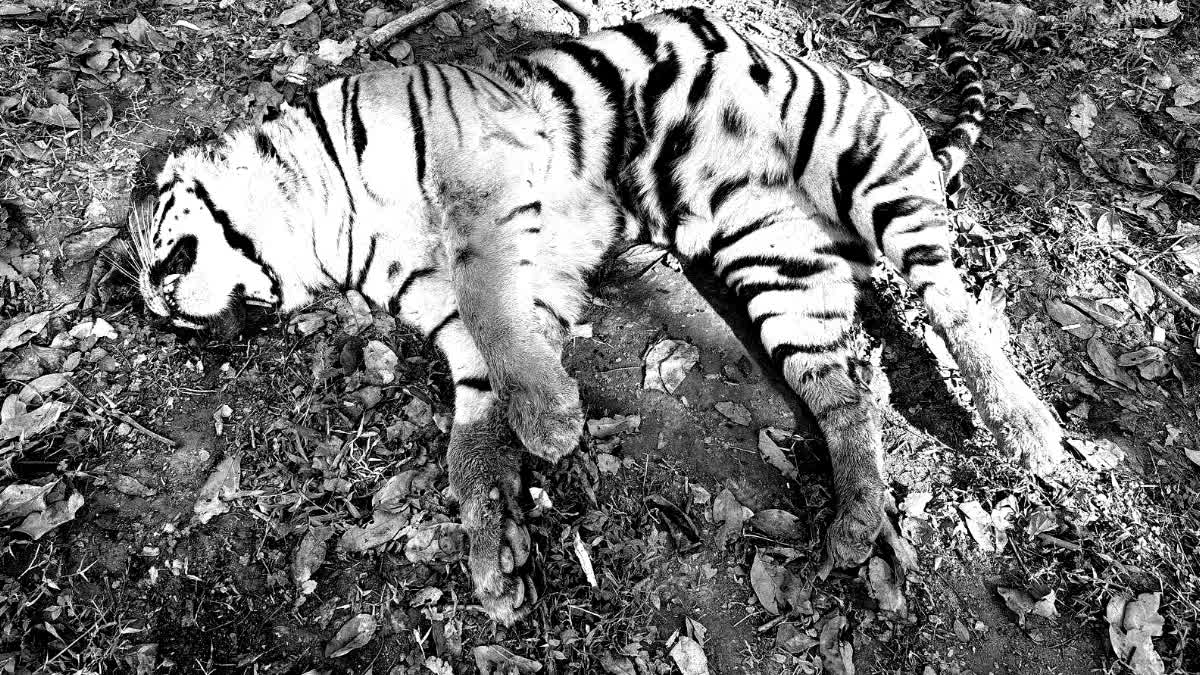 Carcass of an adult female tiger in Kaziranga National Park
