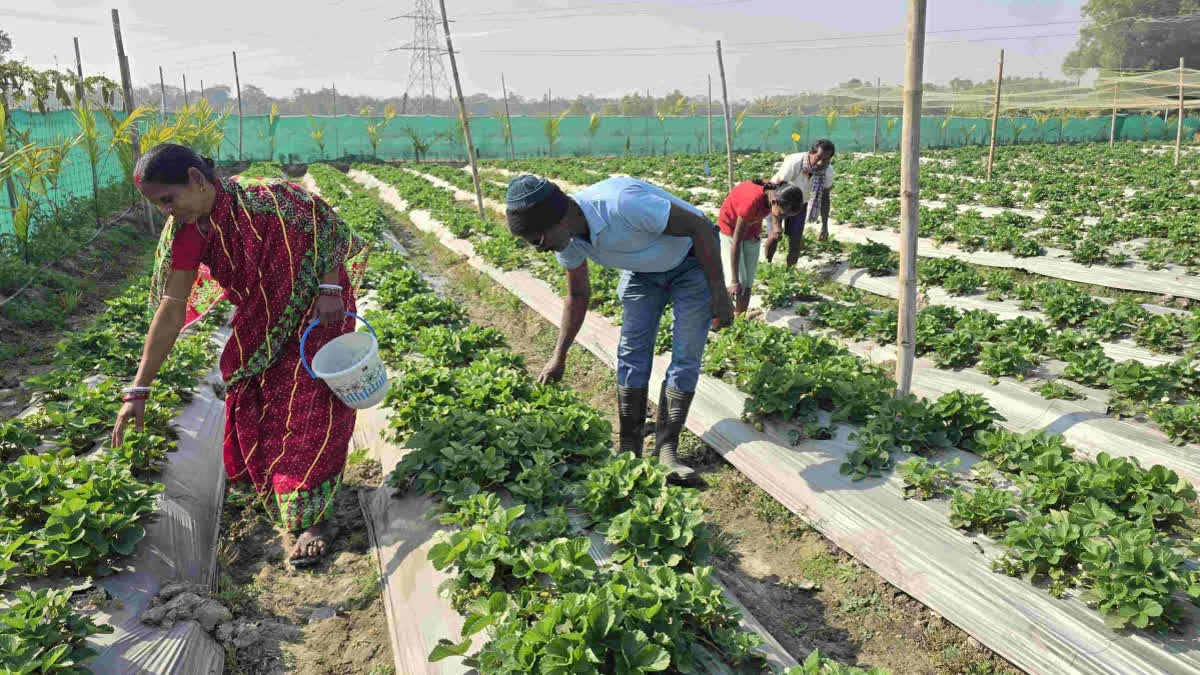 From Plastic Factory To Strawberry Fields How Two Friends Built A Thriving Farm In Balasore