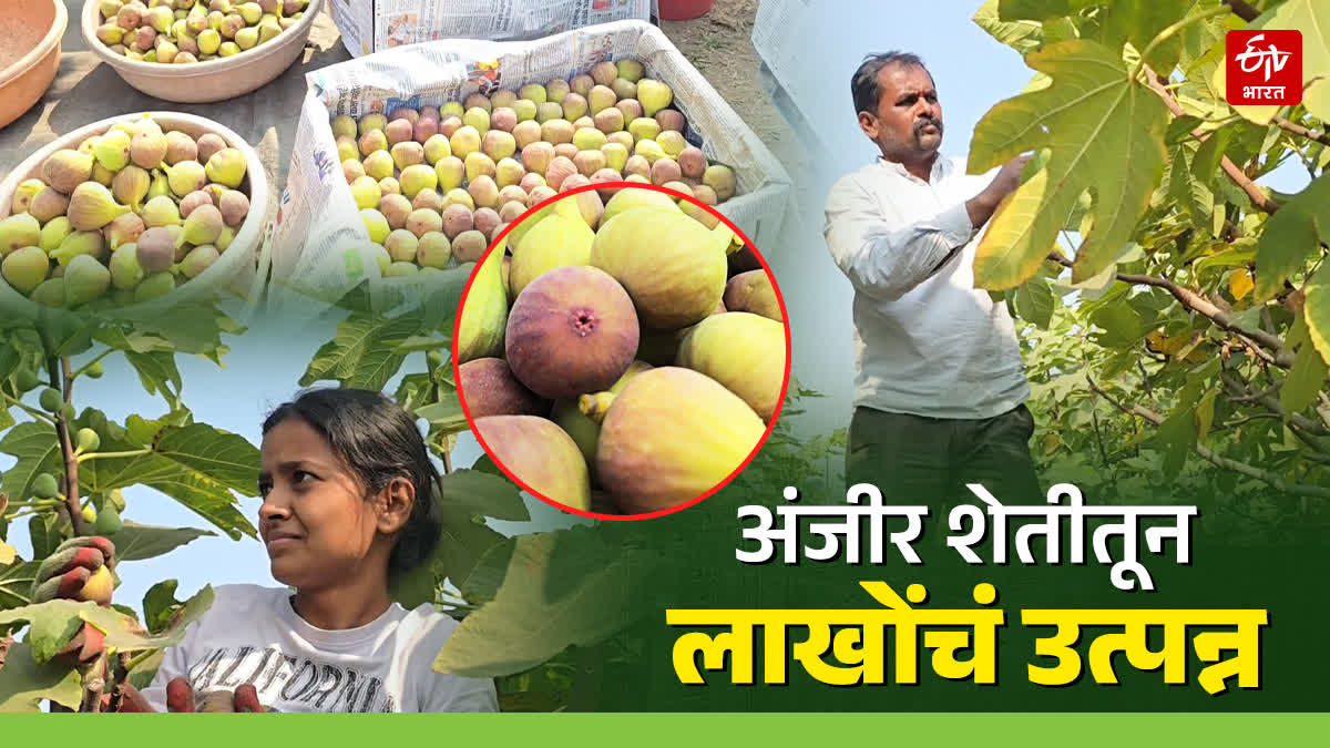 Fig Farming Ahilyanagar