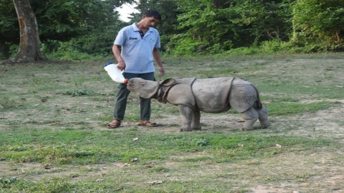 Kaziranga national park
