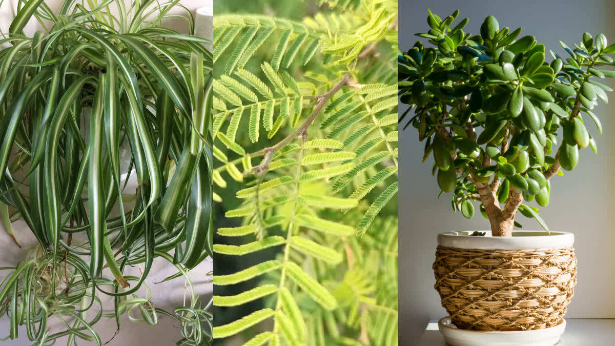 घर में लगाएं ये 7 पौधे, चुंबक की तरह खिंचा चला आएगा पैसा