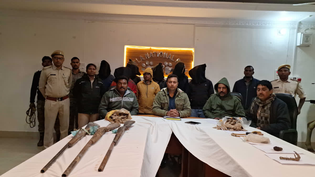 International Wildlife Trafficking Racket Targets Palamu Tiger Reserve, Leopard And Deer Skins Seized International Wildlife Poaching Racket