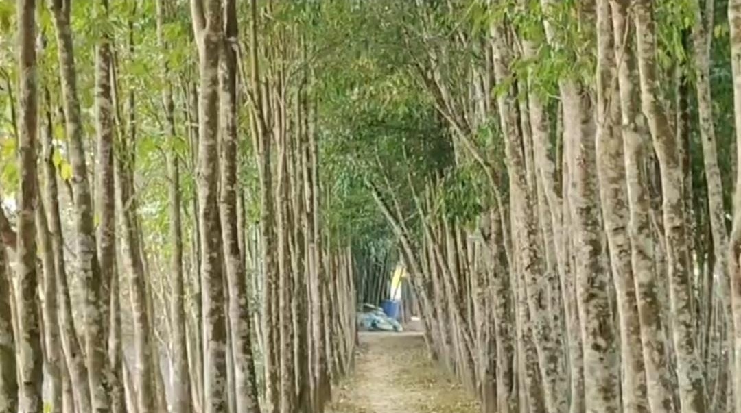 Haren Kalita of Namati Sivasagar self-reliant through farming
