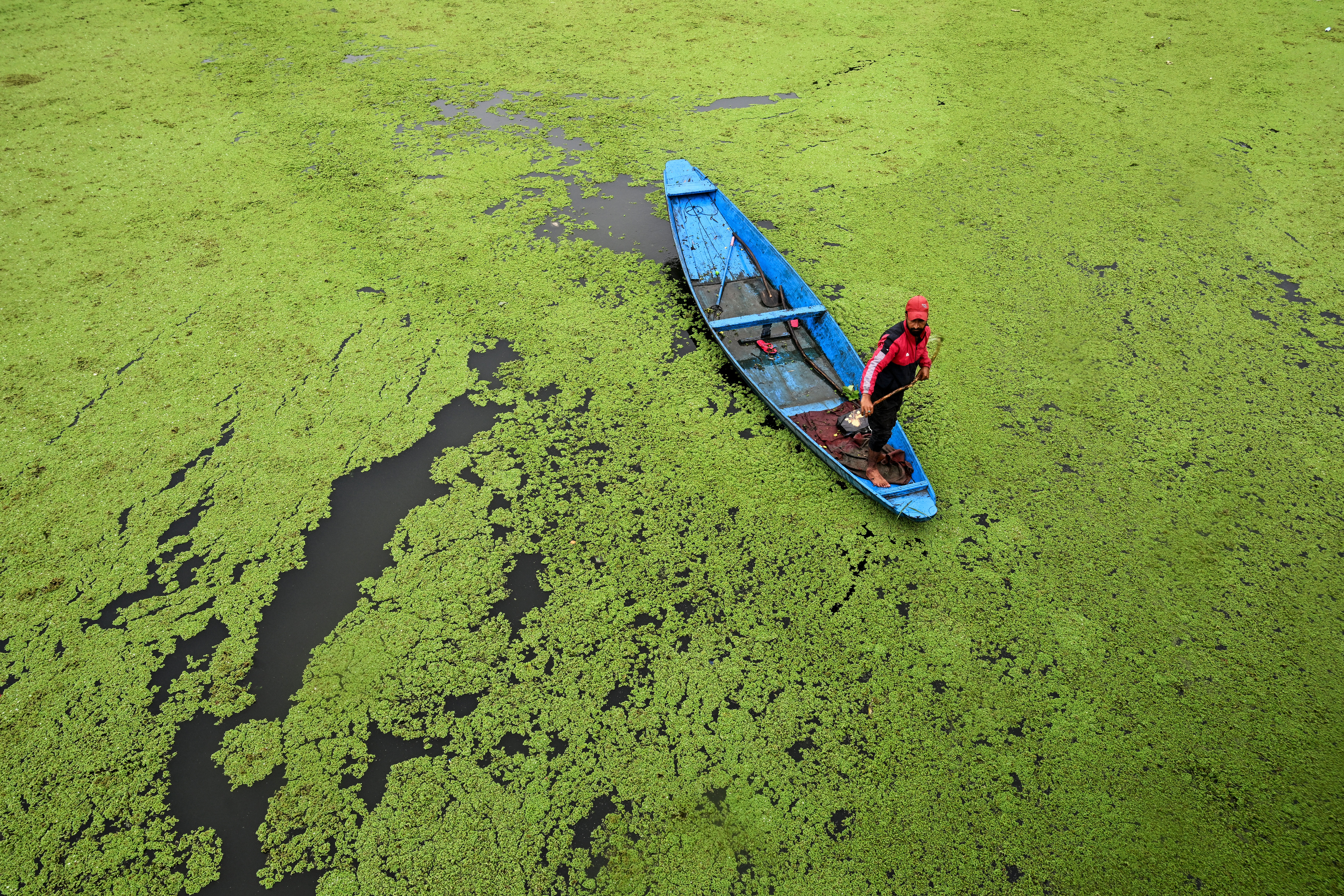 A Shikara rows in a polluted segment of Dal lake in Srinagar