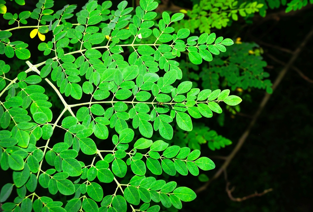 Moringa leaves