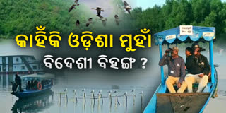 Why do migratory birds come to Odisha