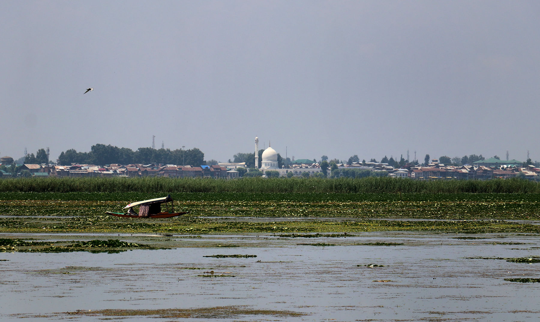 Shikaras row in the iconic Dal Lake with Hazratbal shrine in the backdrop in Srinagar, Jammu and Kashmir