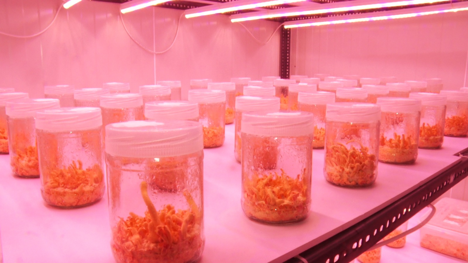 Mushroom Farming