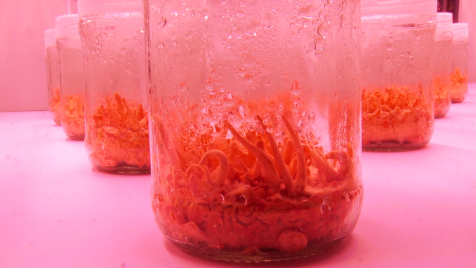 Mushroom Farming