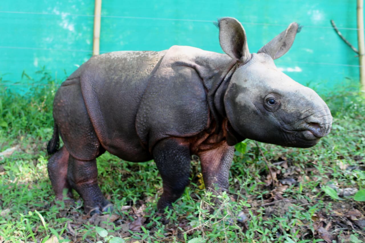 Kaziranga national park