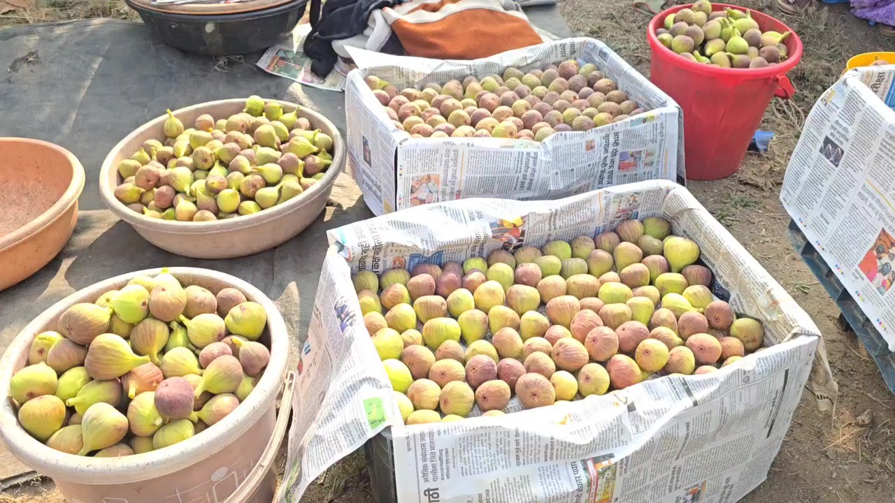 Fig Farming Ahilyanagar