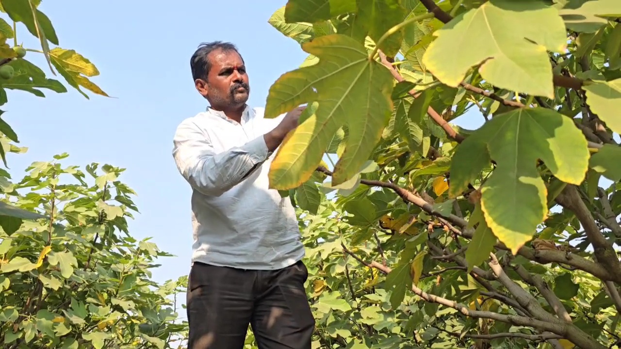 Fig Farming Ahilyanagar