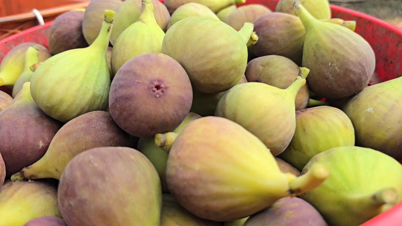 Fig Farming Ahilyanagar