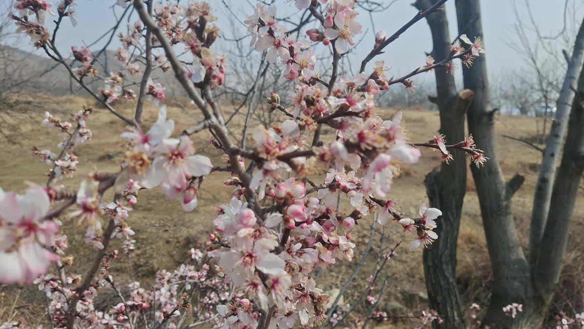 موسمیاتی تبدیلیوں کے اثرات واضح، قبل از وقت شگوفے نکلنا کسانوں کے لیے خطرے کی گھنٹی