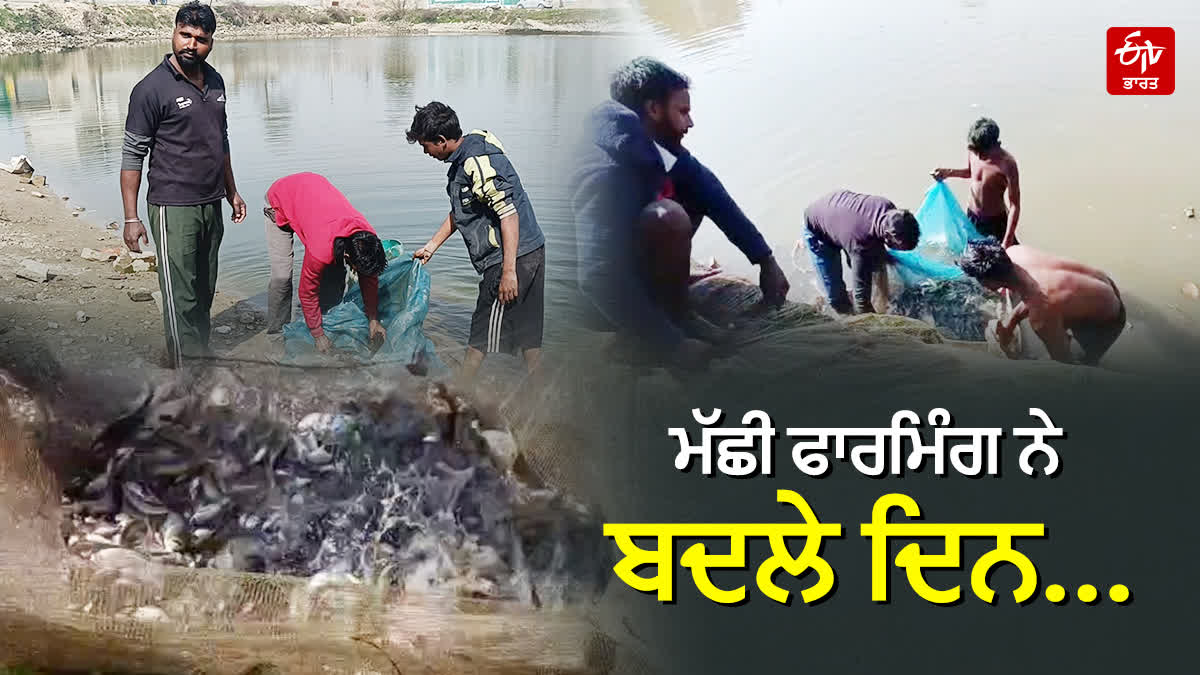 Fish farming at barnala