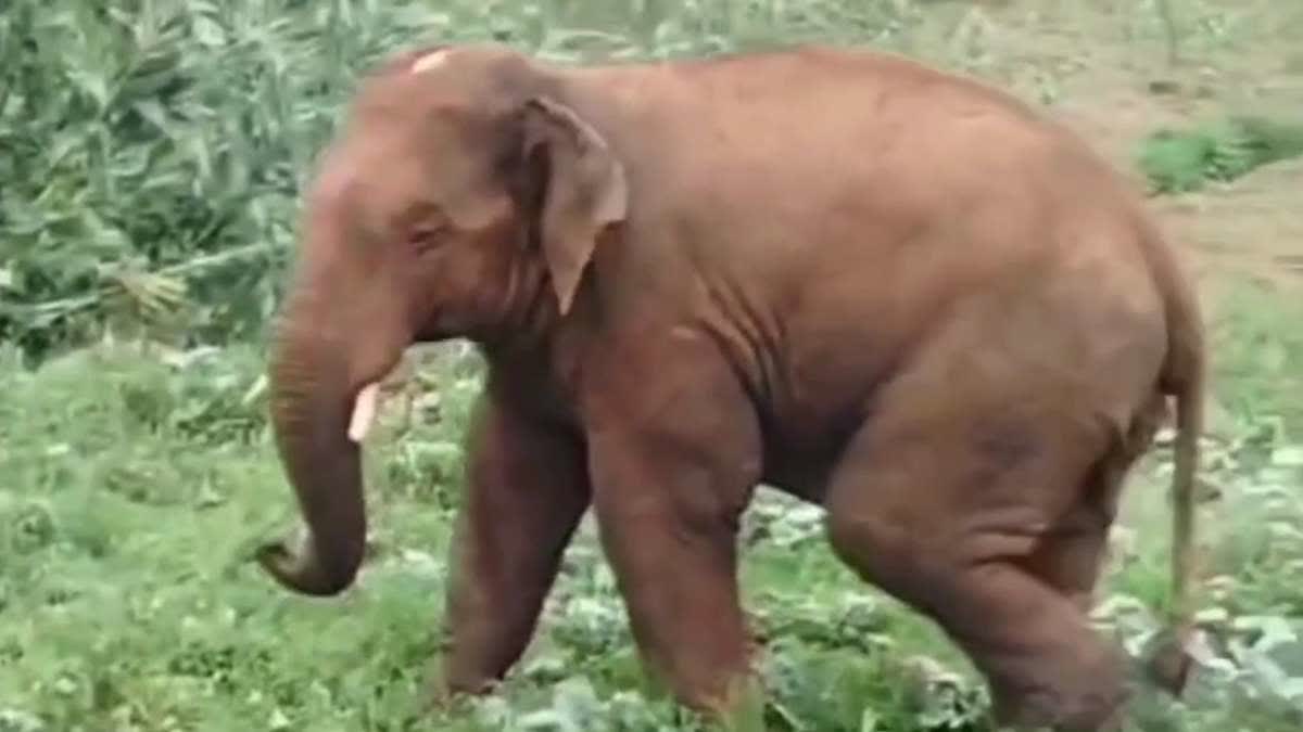 radio-collar-to-be-fitted-on-elephant-neck-in-hazaribag