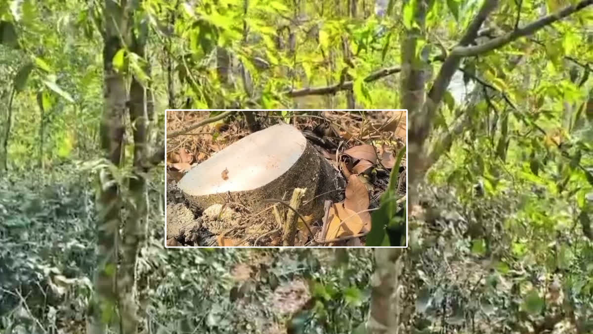 Agarwood Smuggling in Golaghat