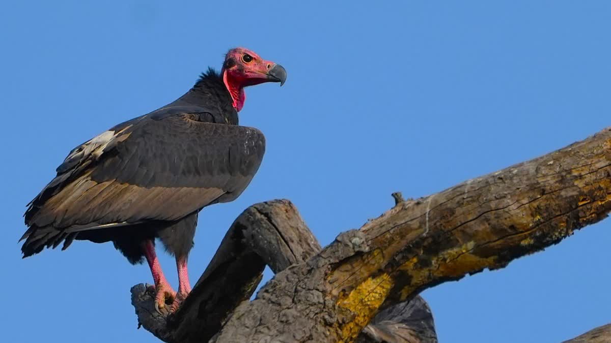 BANDHAVGARH VULTURE CENSUS