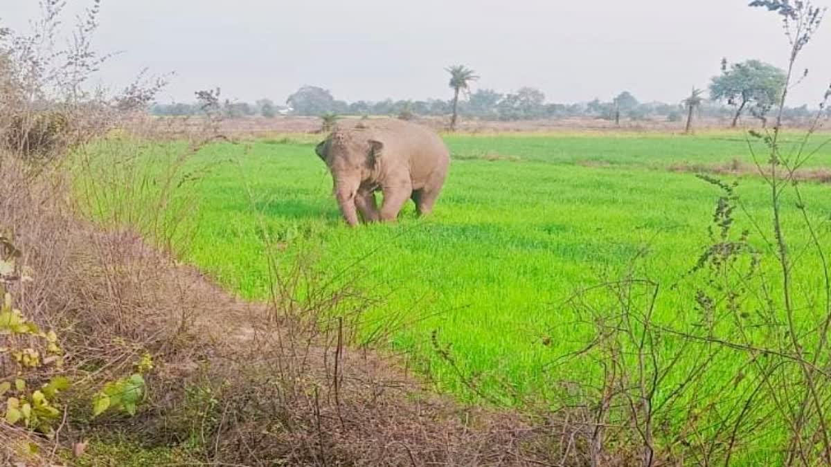 A wild elephant from Bihar entered area of Palamu