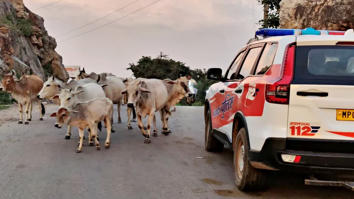 cow smuggling cases in 6 years