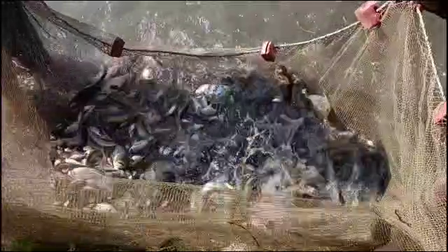 Fish farming at barnala