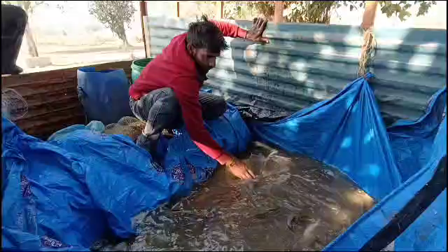 Fish farming at barnala