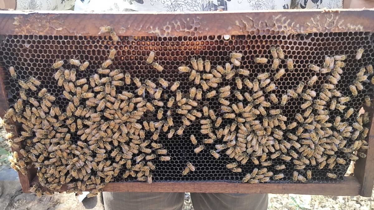 BIHAR MAN IS THE OWNER OF MORE THAN 2 CRORE BEES, EARNING RS 30 LAKH ANNUALLY