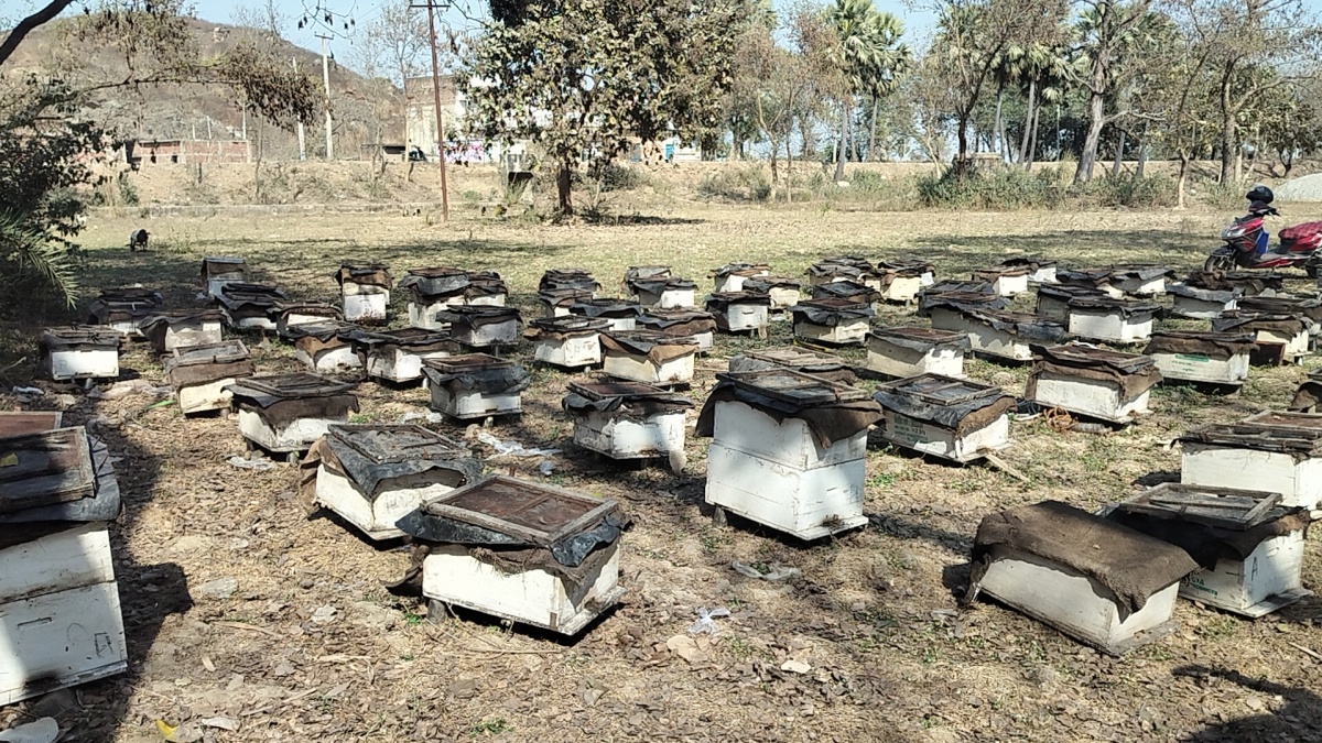 BIHAR MAN IS THE OWNER OF MORE THAN 2 CRORE BEES, EARNING RS 30 LAKH ANNUALLY