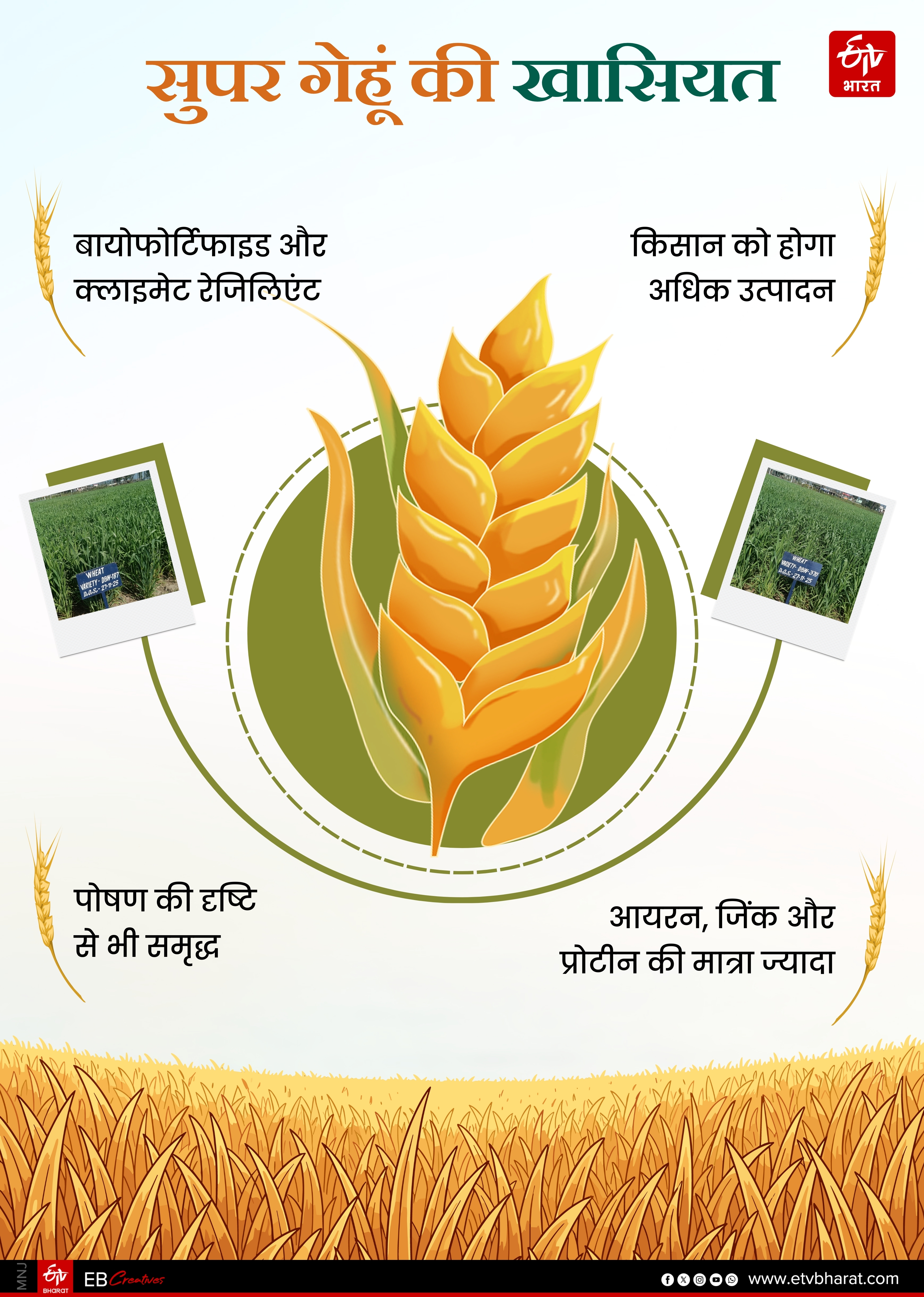 Himachal Super Wheat Production