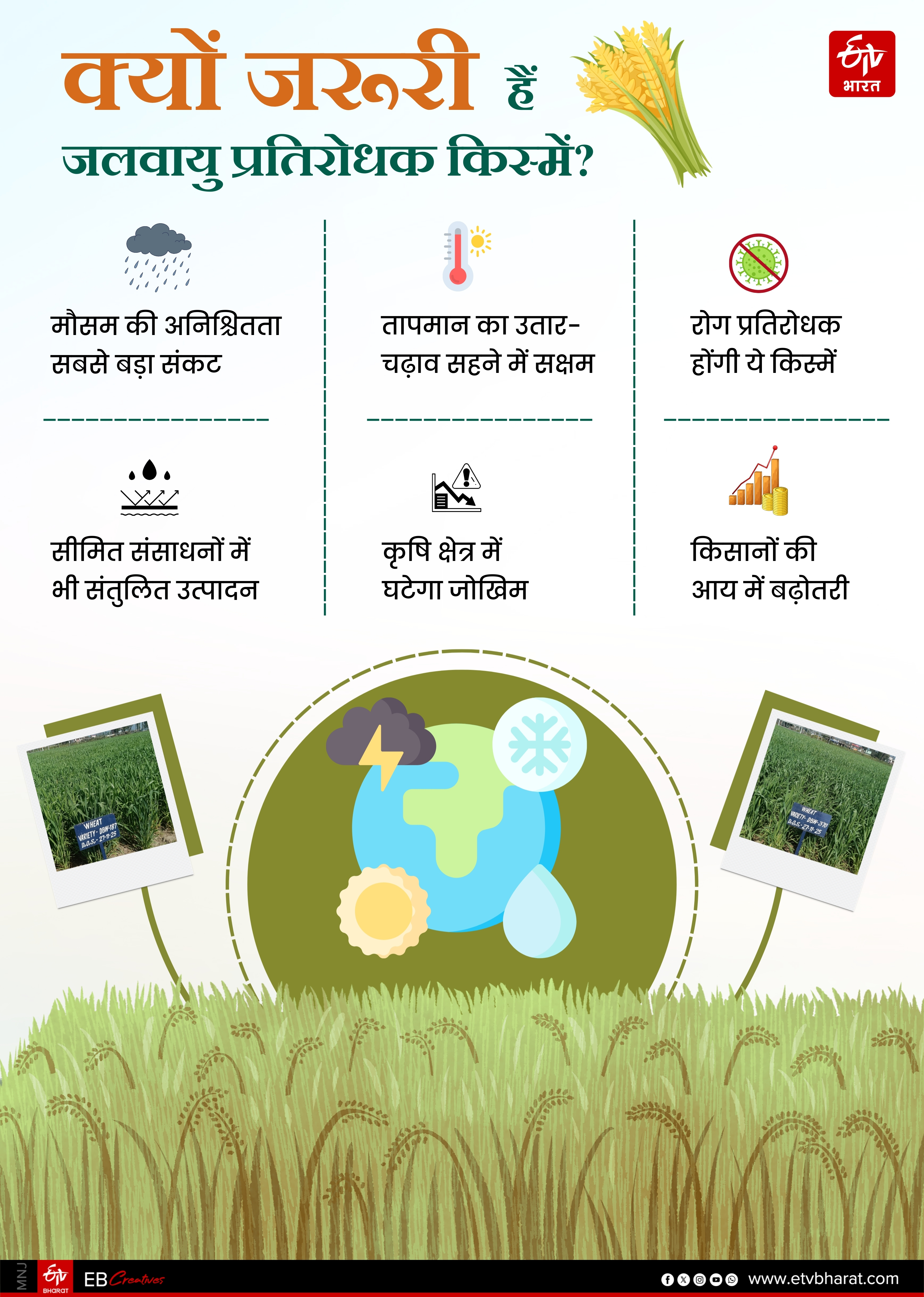 Himachal Super Wheat Production