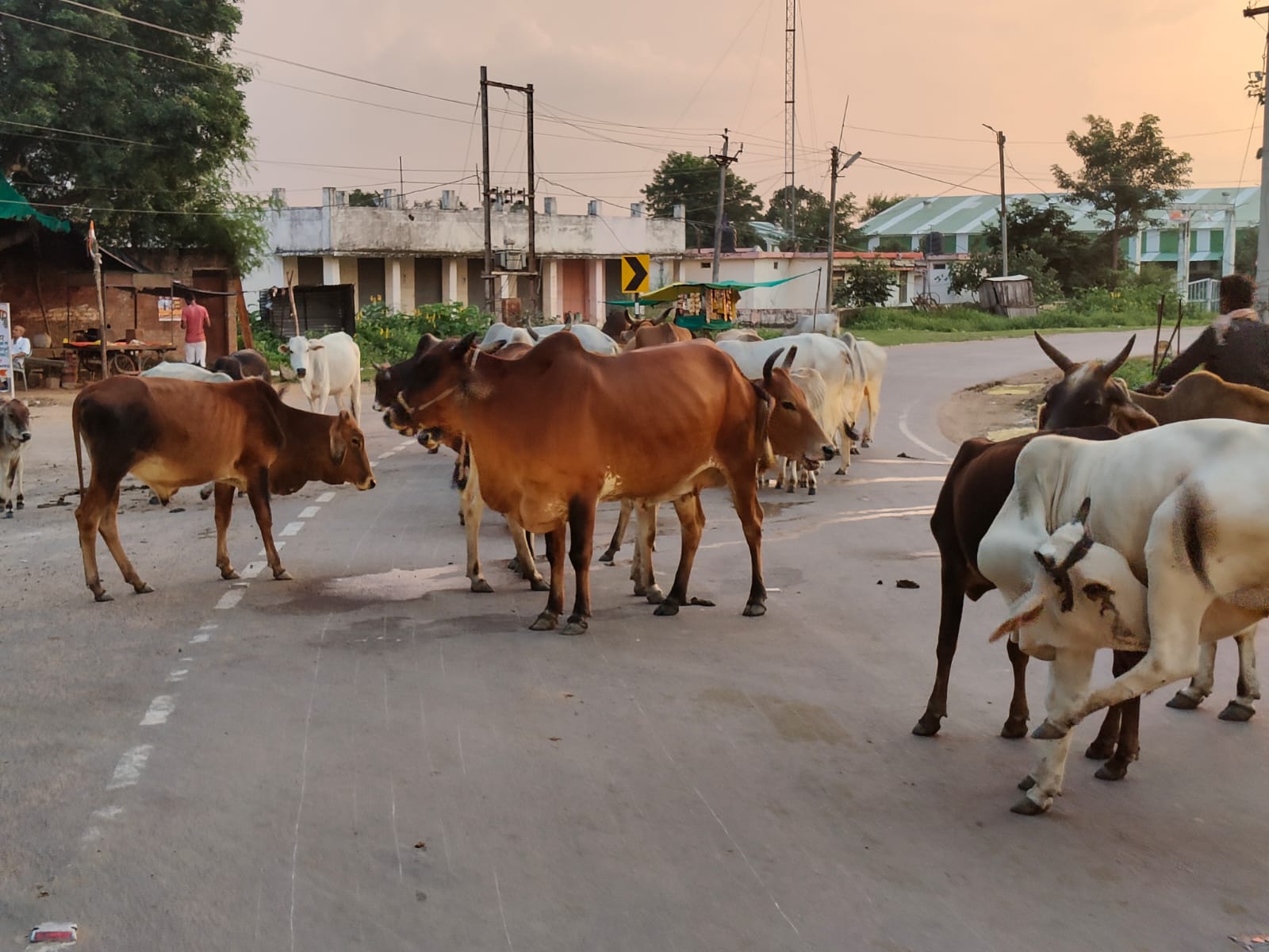 MP VIDHANSABHA NEWS HINDI