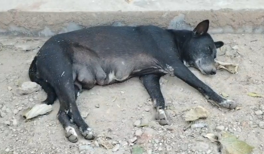 Ways to avoid rabies jaws