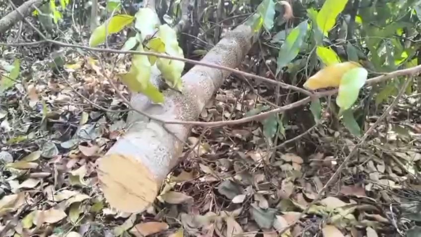 Agarwood Smuggling in Golaghat