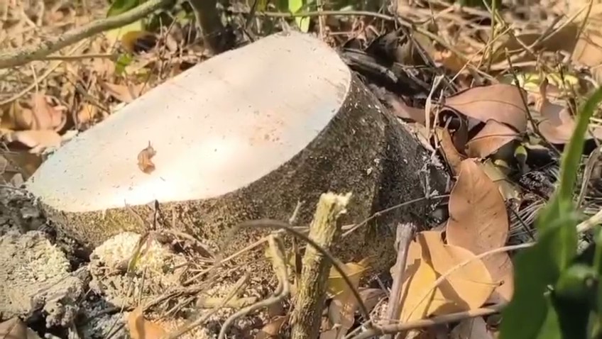 Agarwood Smuggling in Golaghat