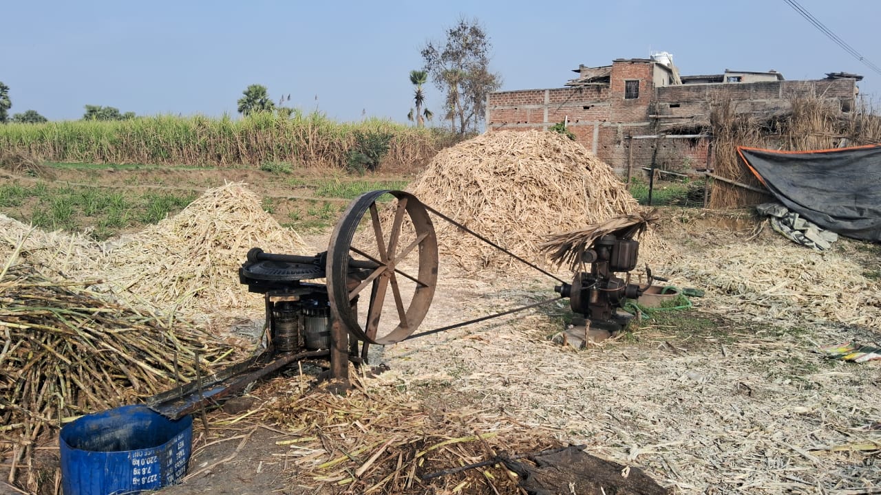 Bihar Sugarcane Crop