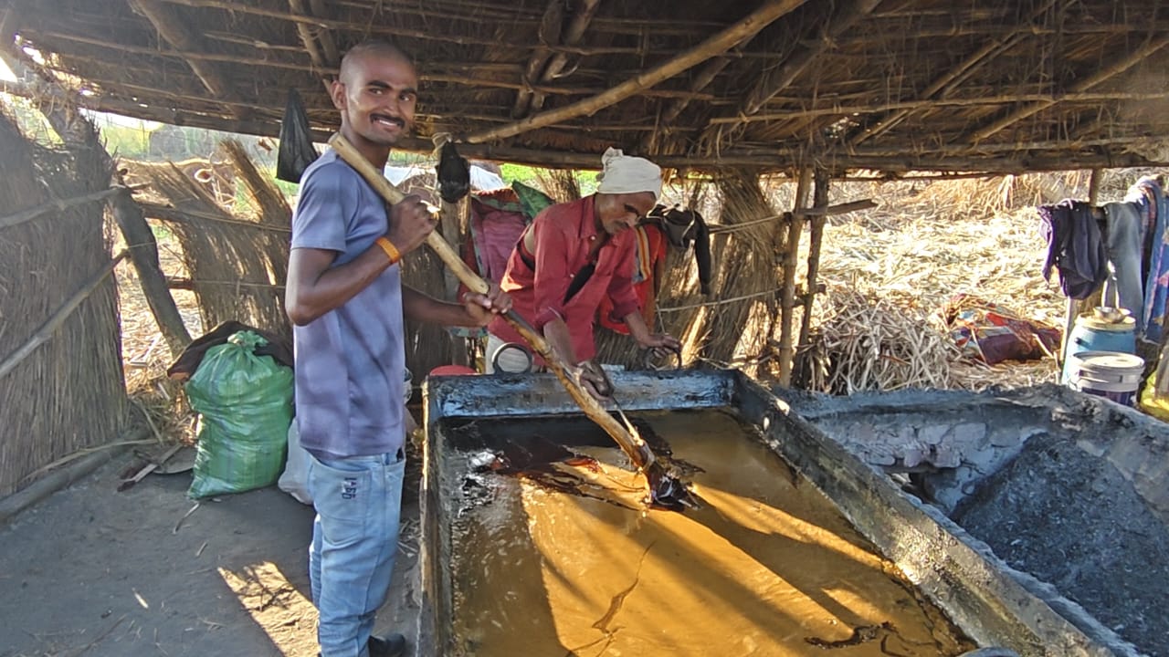 Bihar Sugarcane Crop