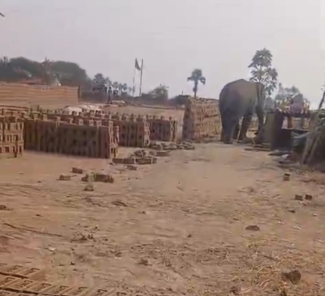 A wild elephant from Bihar entered area of Palamu