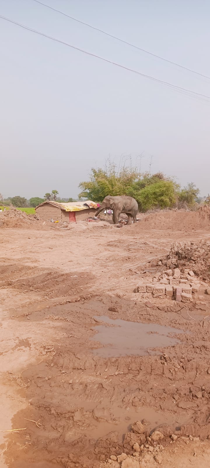 A wild elephant from Bihar entered area of Palamu