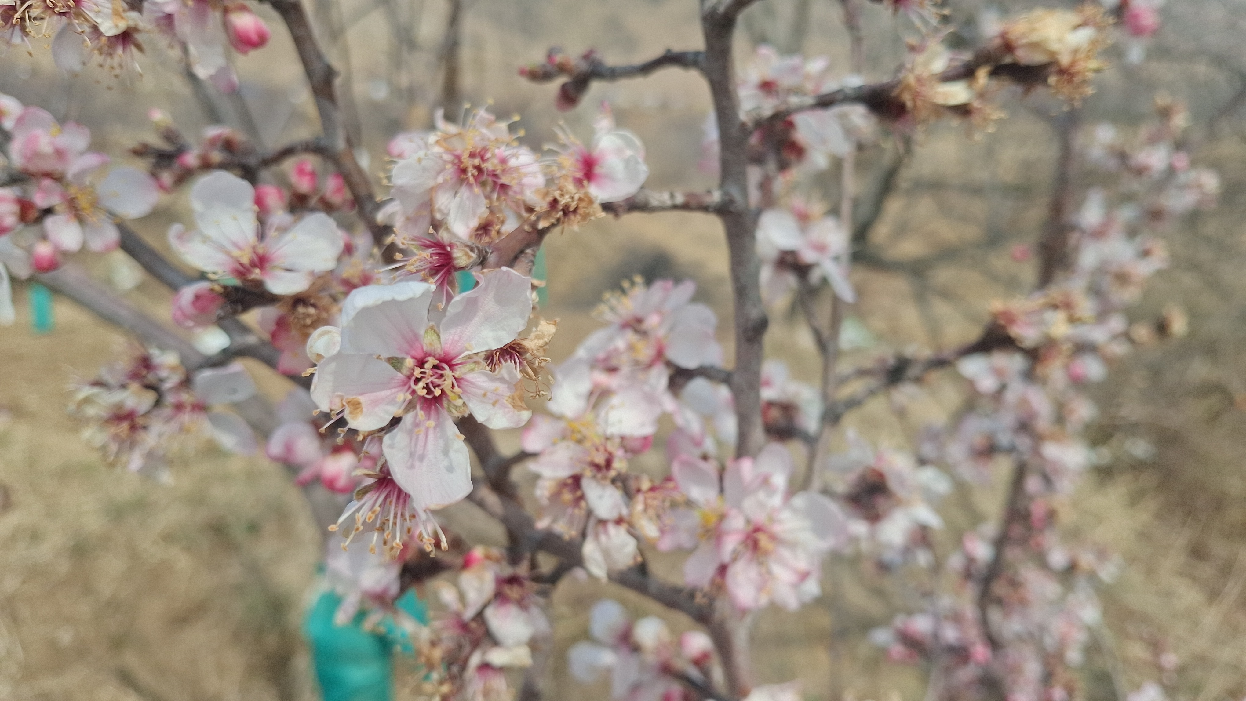 بے موسم شگوفے نکلنا کسان کیلئے باعث تشویش ہے