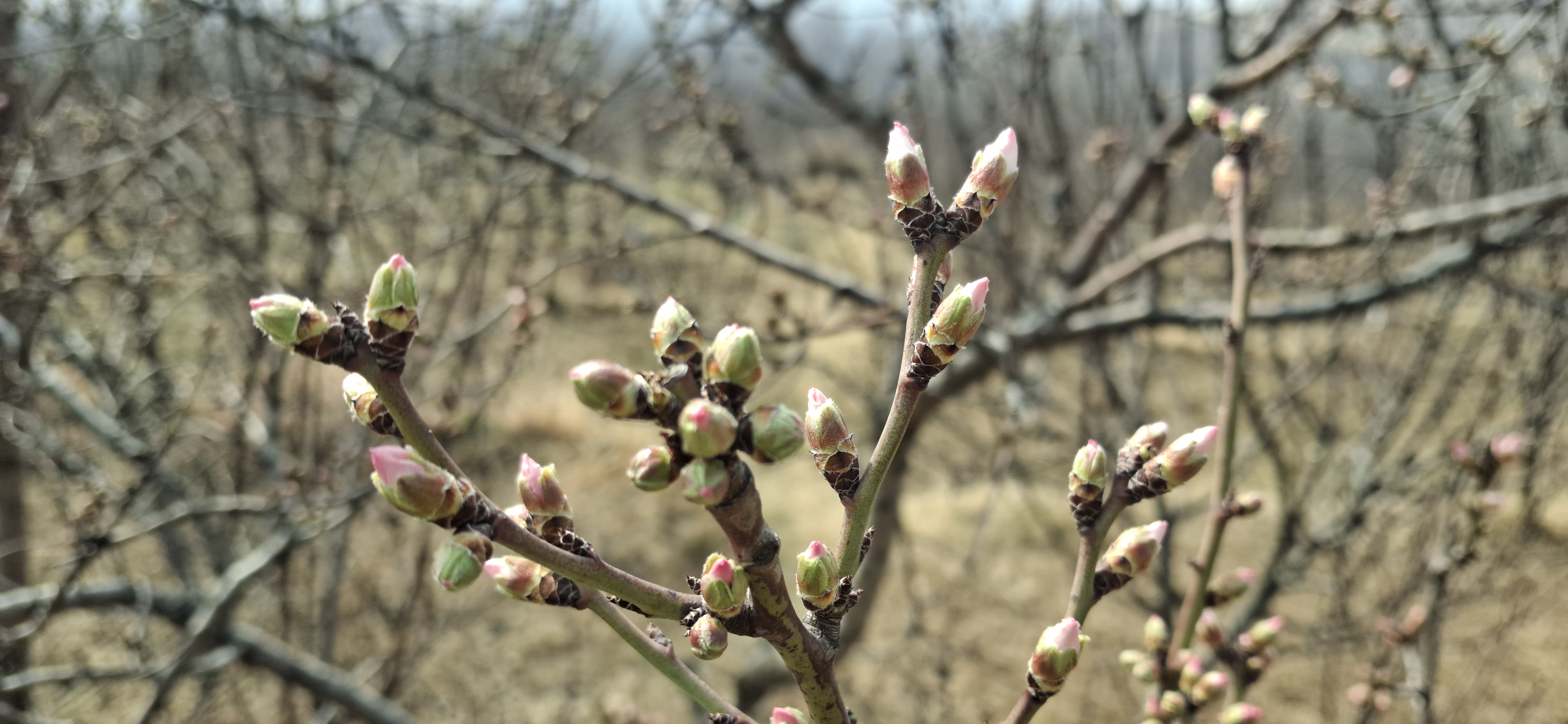 فصل کی نشونما موسم پر منحصر ہوتی ہے