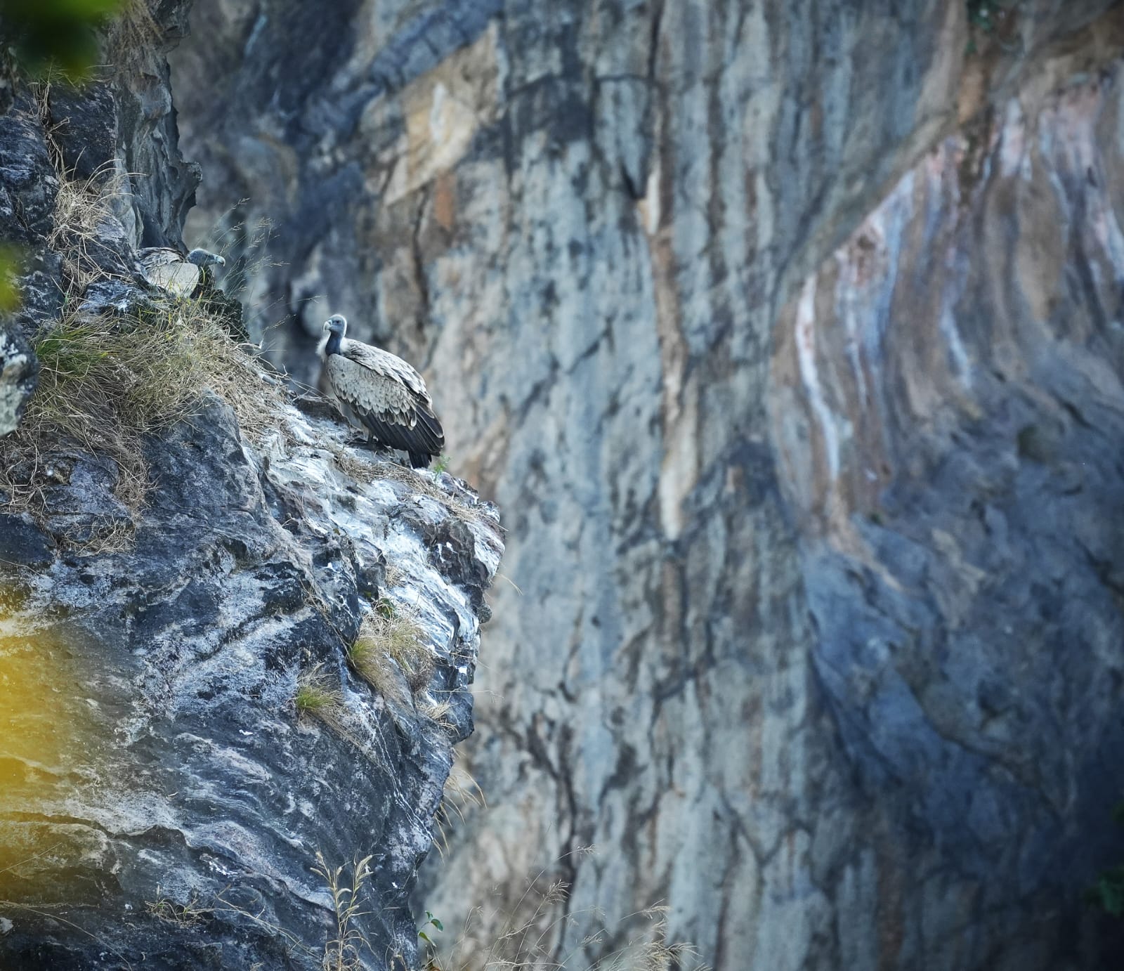 Bandhavgarh tiger reserve vulture counting