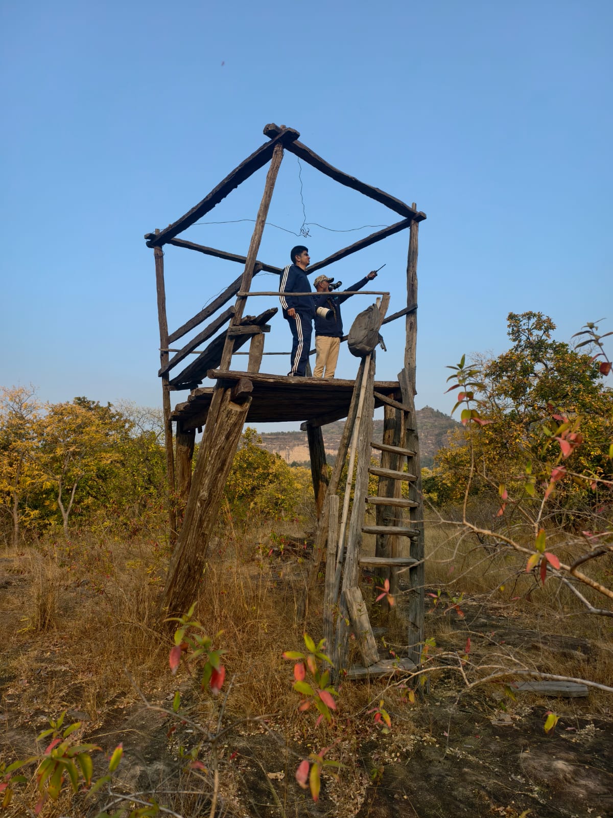Vulture Counting in Bandhavgarh