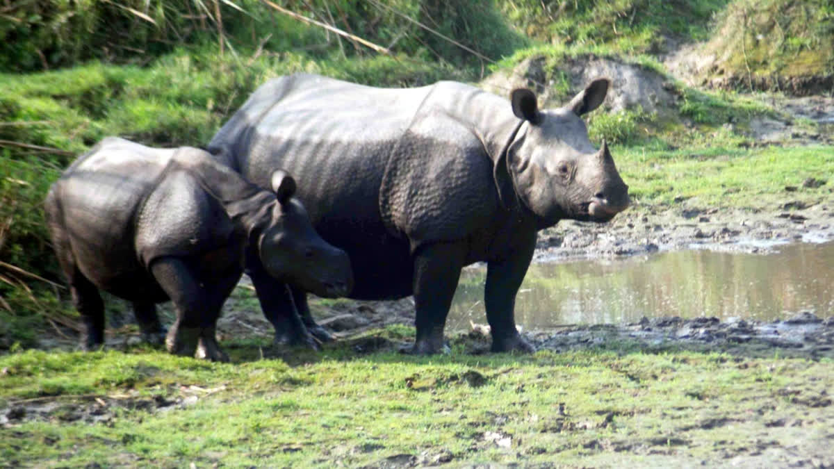 One-Horned Rhino Count Rises In North Bengal, Jaldapara Now Home To More Than 300 Rhinos One-Horned Rhino Count Rises In North Bengal, Jaldapara Now Home To More Than 300 Rhinos