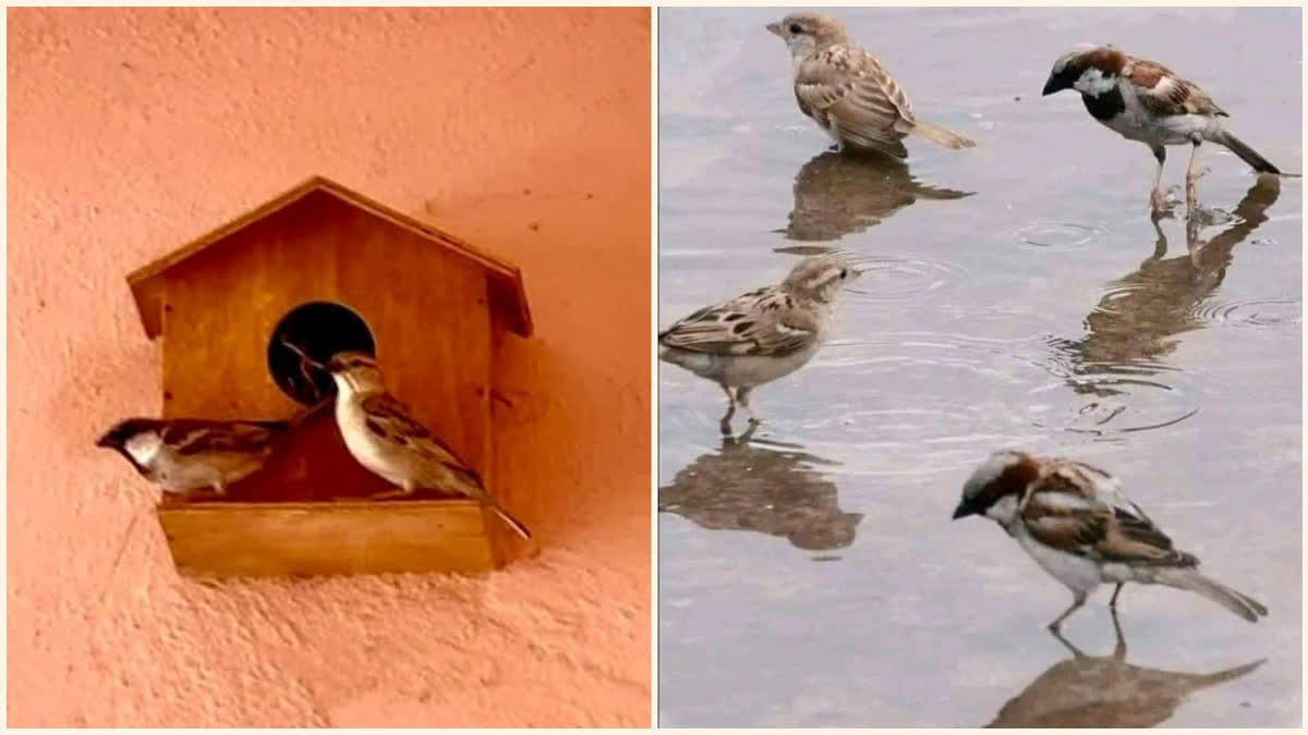 World Sparrow Day: Nalanda Man Brings Back Morning Chirp; Success Story Reaches Foreign Shores World Sparrow Day: Nalanda Man Brings Back Morning Chirp; Success Story Reaches Foreign Shores