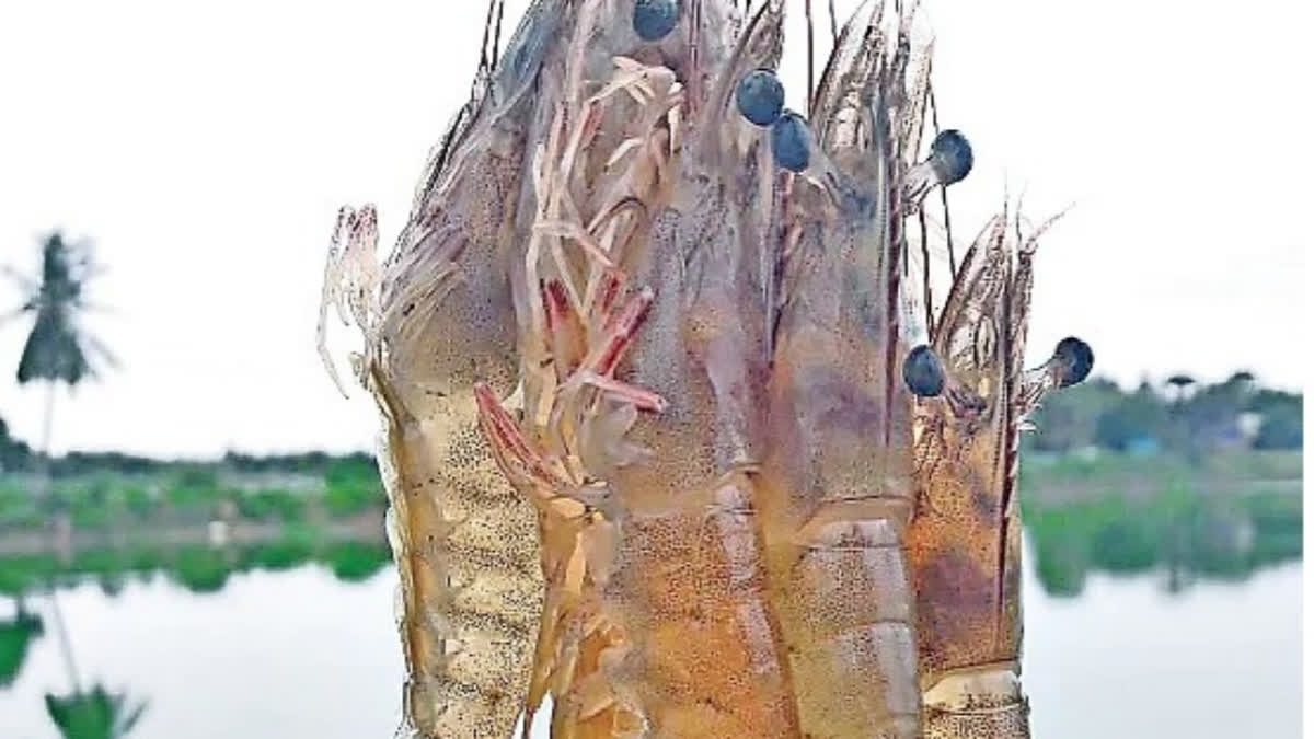 From US Tariffs To West Asia War, Double Blow Strike AP Aquaculture Farmers Etv Bharat