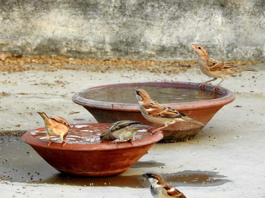 World Sparrow Day: Nalanda Man Brings Back Morning Chirp; Success Story Reaches Foreign Shores
