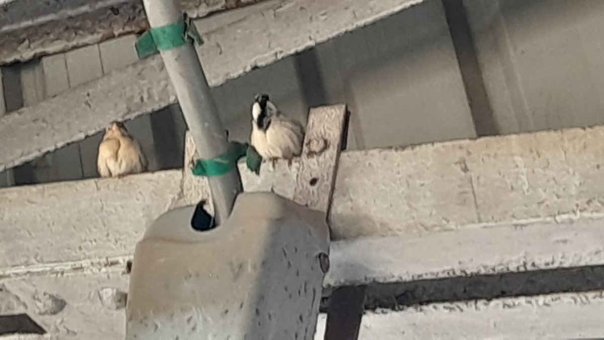 World Sparrow Day: Nalanda Man Brings Back Morning Chirp; Success Story Reaches Foreign Shores